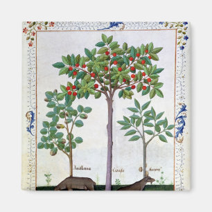 Hazelnut Bush  and Cherry tree Magnet