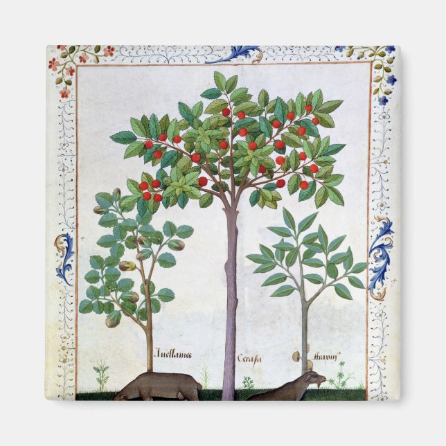 Hazelnut Bush  and Cherry tree Magnet (Front)