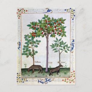 Hazelnut Bush and Cherry tree Postcard