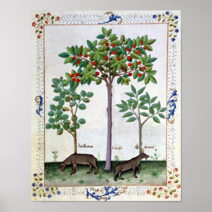 Hazelnut Bush  and Cherry tree Poster