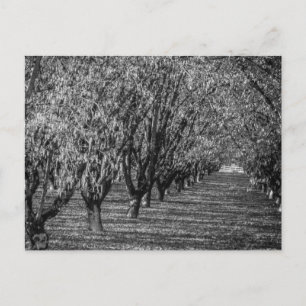 Hazelnut Farm in British Columbia Black and White Postcard