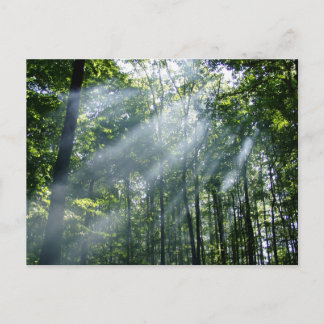 Hazy Tranquillity Postcard