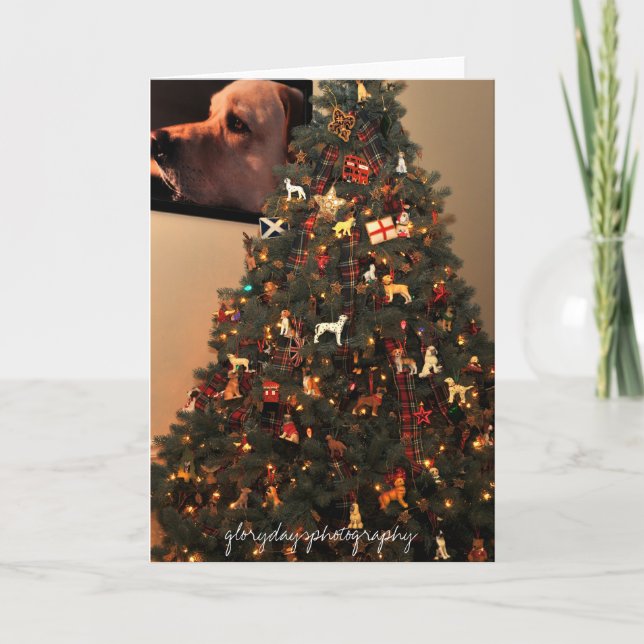 HCD_2846, glorydaysphotography Holiday Card (Front)