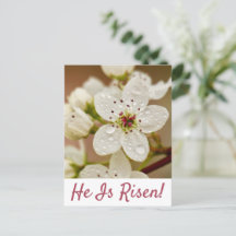 "He Is Risen" Resurrection Sunday Postcard