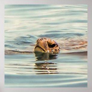 Head Above Water Turtle Ocean Wildlife Art Poster