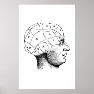 Head Anatomy Illustration Poster