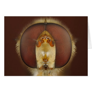 Head and Compound Eyes of a Hover Fly