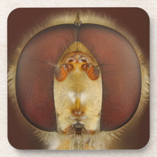 Head and Compound Eyes of a Hover Fly Coaster