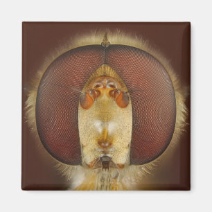 Head and Compound Eyes of a Hover Fly Magnet