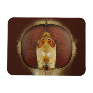 Head and Compound Eyes of a Hover Fly Magnet
