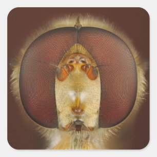 Head and Compound Eyes of a Hover Fly Square Sticker