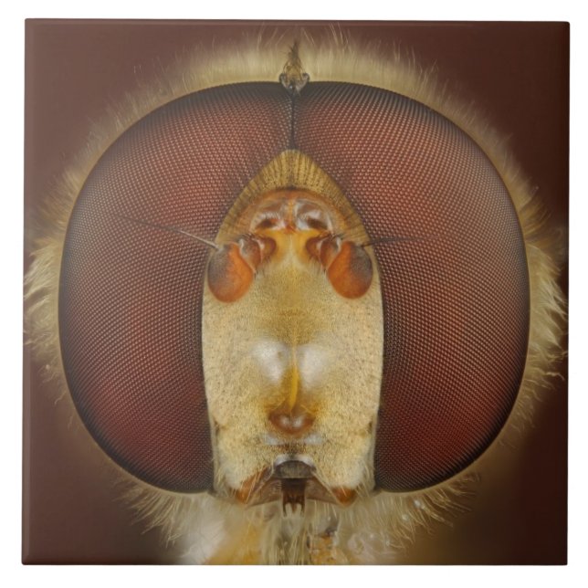 Head and Compound Eyes of a Hover Fly Tile (Front)