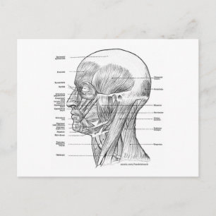 HEAD AND NECK ANATOMY T-SHIRTS AND GIFTS POSTCARD