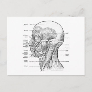 HEAD AND NECK ANATOMY T-SHIRTS AND GIFTS POSTCARD