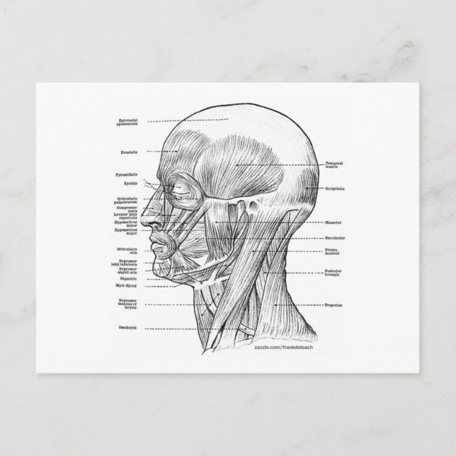 HEAD AND NECK ANATOMY T-SHIRTS AND GIFTS POSTCARD (Front)