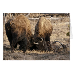 Head Butting Bison - Card