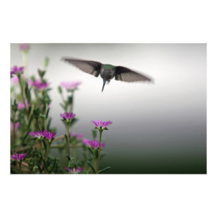 Head First Hummingbird Photo Print
