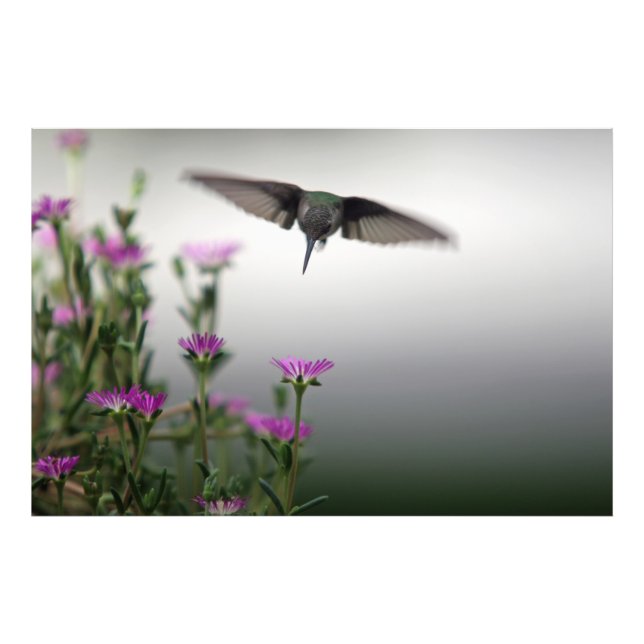 Head First Hummingbird Photo Print (Front)