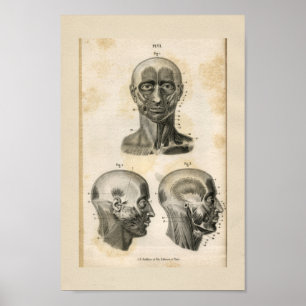 Head Neck Muscles Vintage Anatomy Print