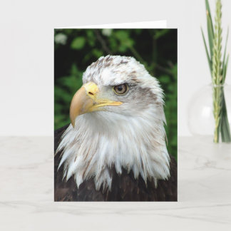 Head of a bird of prey card