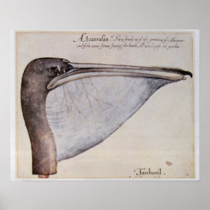 Head of a Brown Pelican Poster