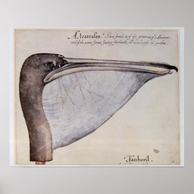 Head of a Brown Pelican Poster (Front)