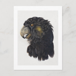 Head of a Cockatoo (1725–1792)  by Aert Schouman. Postcard