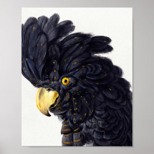 Head of a Cockatoo by Aert Schouman  Poster