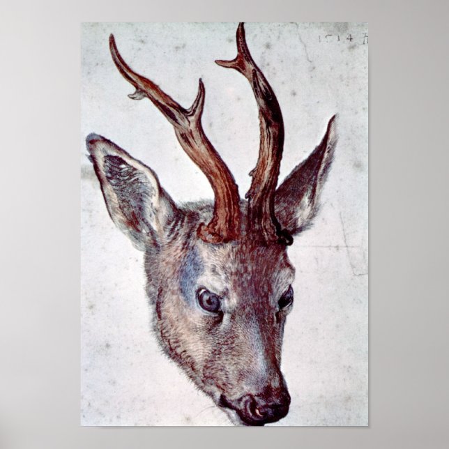 Head of a deer by Albrecht Durer Poster (Front)