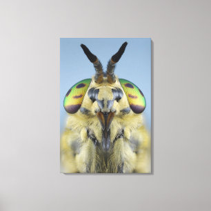 Head of a Deer Fly Canvas Print
