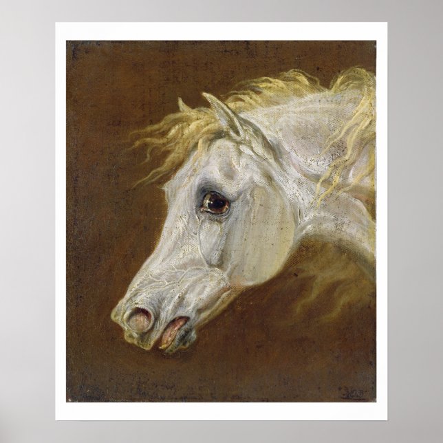 Head of a Grey Arabian Horse (oil on canvas on pan Poster (Front)