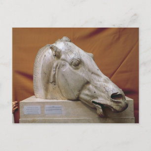 Head of a Horse of Selene Postcard