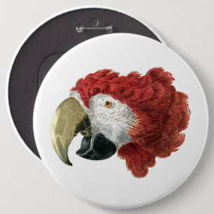Head of a Macaw (1725–1792) Aert Schouman 6 Cm Round Badge