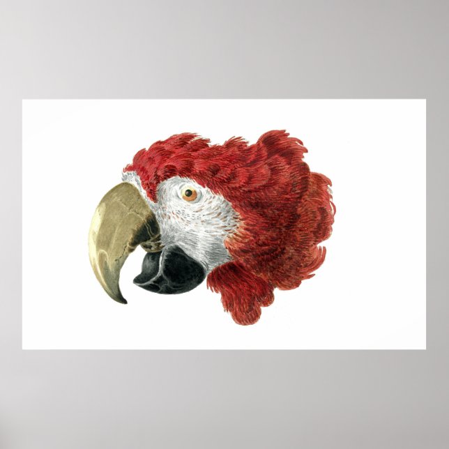 Head of a Macaw (1725–1792) Aert Schouman Poster (Front)