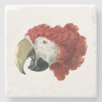 Head of a Macaw (1725–1792) Aert Schouman