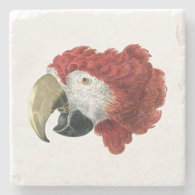 Head of a Macaw (1725–1792) Aert Schouman Stone Coaster (Front)