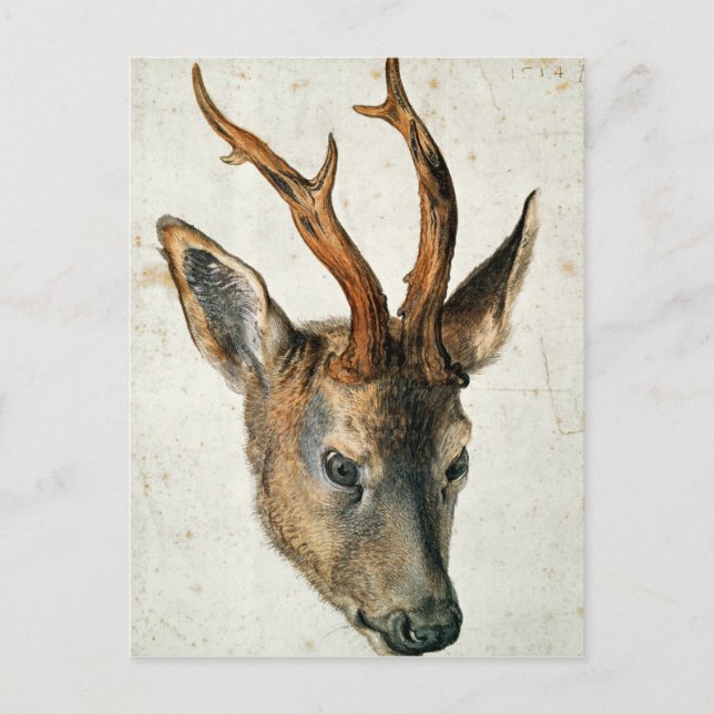 Head of a Roe Deer Postcard (Front)