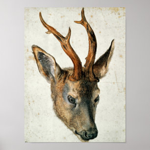 Head of a Roe Deer Poster