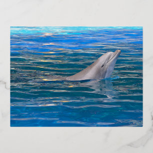 Head of bottlenose dolphin foil holiday postcard