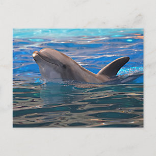 Head of bottlenose dolphin postcard