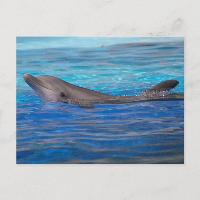 Head of bottlenose dolphin postcard (Front)