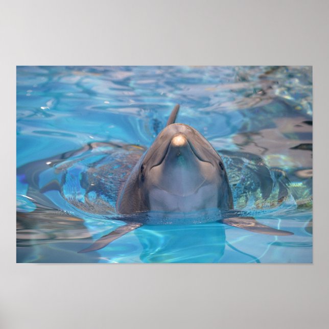 Head of  bottlenose dolphin poster (Front)