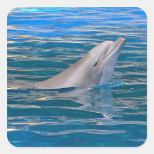 Head of bottlenose dolphin square sticker
