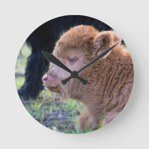 Head of Brown newborn scottish highlander calf Round Clock