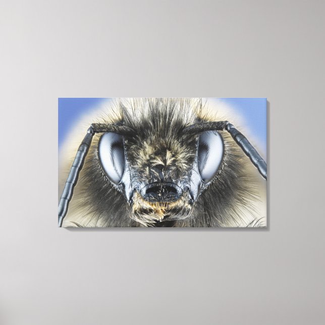 Head of bumblebee canvas print (Front)