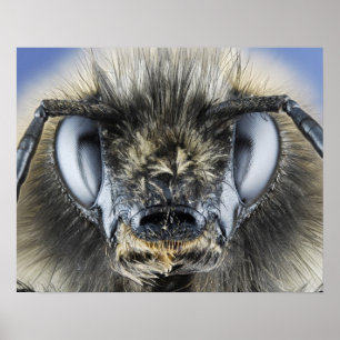Head of bumblebee poster