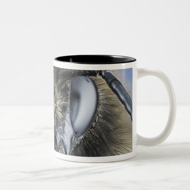 Head of bumblebee Two-Tone coffee mug (Right)
