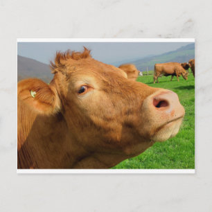 HEAD OF COW POSTCARD