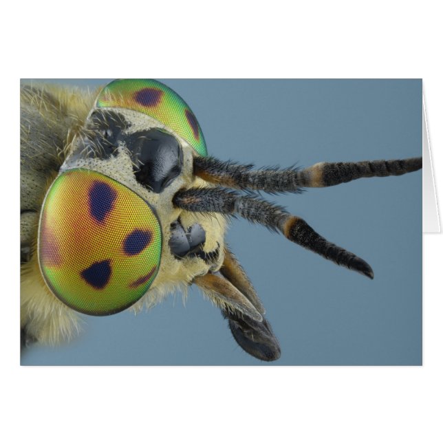 Head of deer fly (Front Horizontal)