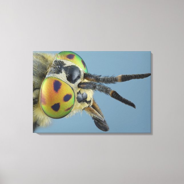 Head of deer fly canvas print (Front)
